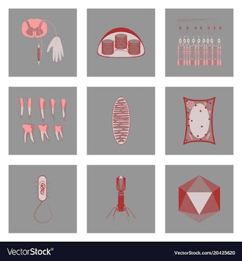 Icons set in flat style cells viruses teeth vector image