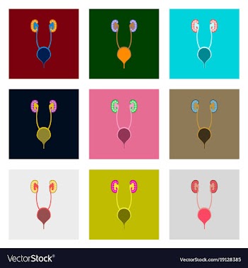 Icons set in flat style excretory system vector image