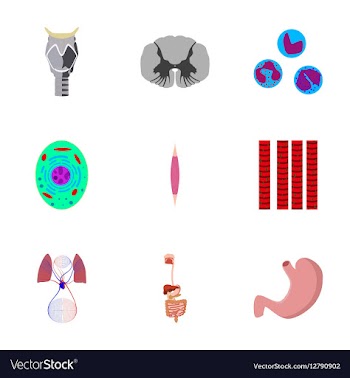 Icons set in flat style human biology vector image