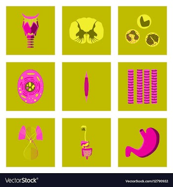 Icons set in flat style human biology vector image