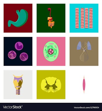 Icons set in flat style human biology vector image