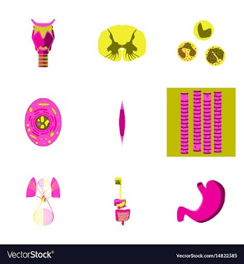 Icons set in flat style human biology vector image