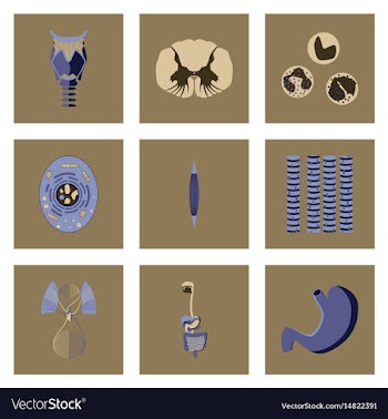 Icons set in flat style human biology vector image