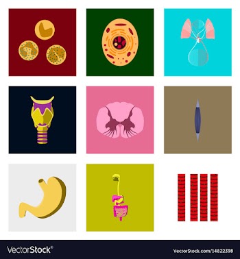 Icons set in flat style human biology vector image