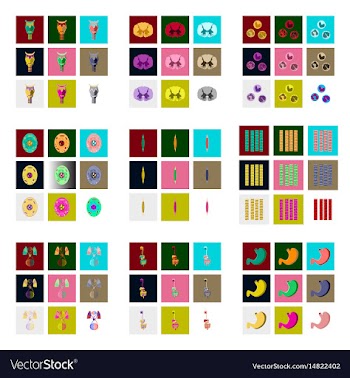 Icons set in flat style human biology vector image