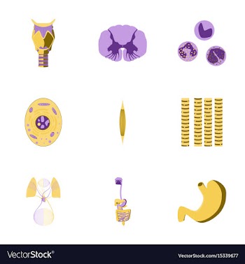 Icons set in flat style human biology vector image