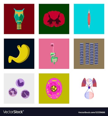 Icons set in flat style human biology vector image