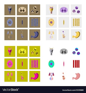 Icons set in flat style human biology vector image