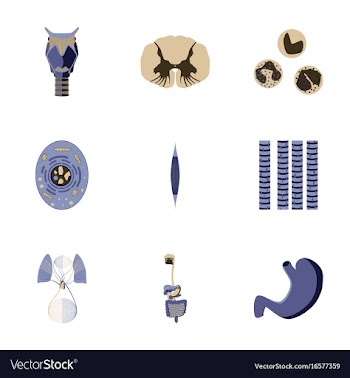 Icons set in flat style human biology vector image