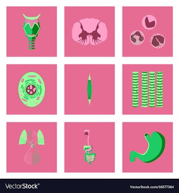 Icons set in flat style human biology vector image