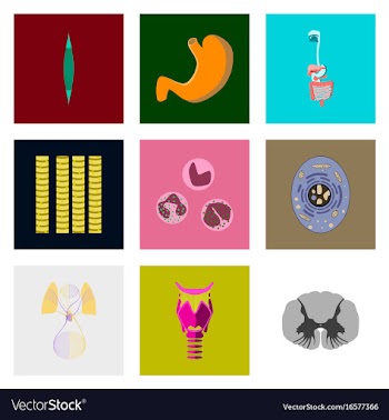 Icons set in flat style human biology vector image