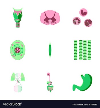Icons set in flat style human biology vector image
