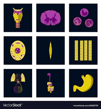 Icons set in flat style human biology vector image