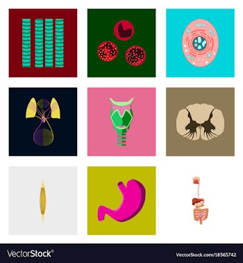 Icons set in flat style human biology vector image