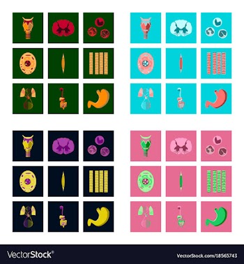 Icons set in flat style human biology vector image