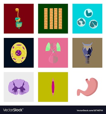 Icons set in flat style human biology vector image