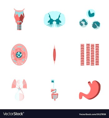 Icons set in flat style human biology vector image