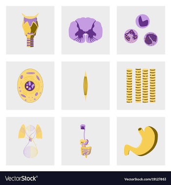 Icons set in flat style human biology vector image