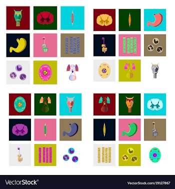Icons set in flat style human biology vector image