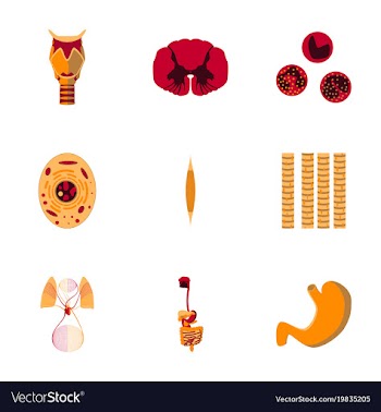 Icons set in flat style human biology vector image