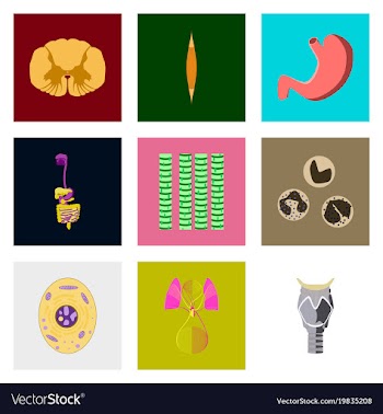 Icons set in flat style human biology vector image
