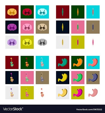 Icons set in flat style human biology vector image