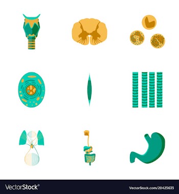 Icons set in flat style human biology vector image