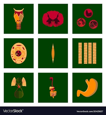 Icons set in flat style human biology vector image
