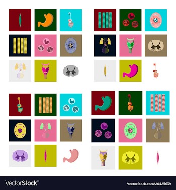 Icons set in flat style human biology vector image