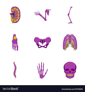 Icons set in flat style human bones vector image
