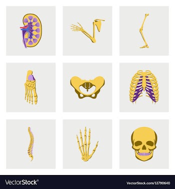Icons set in flat style human bones vector image