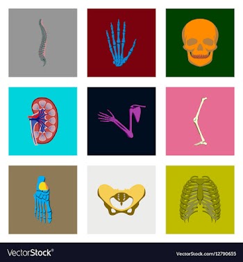 Icons set in flat style human bones vector image