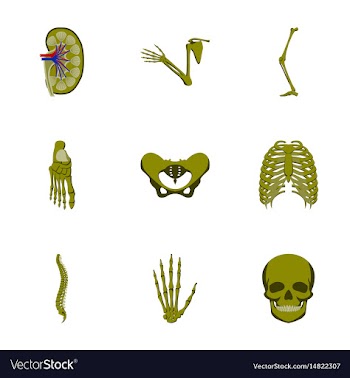 Icons set in flat style human bones vector image