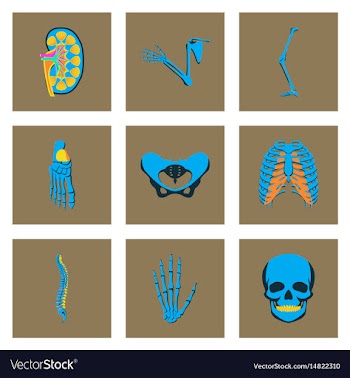 Icons set in flat style human bones vector image