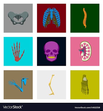 Icons set in flat style human bones vector image