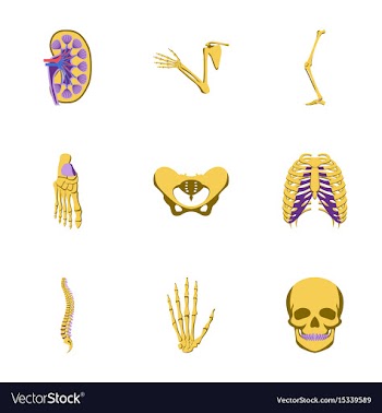 Icons set in flat style human bones vector image