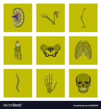 Icons set in flat style human bones vector image