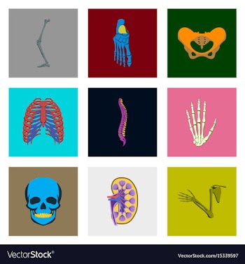 Icons set in flat style human bones vector image