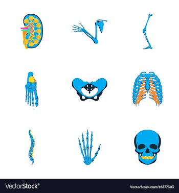 Icons set in flat style human bones vector image