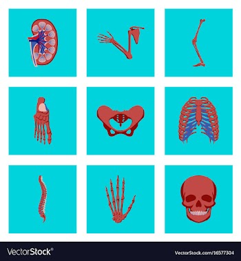 Icons set in flat style human bones vector image