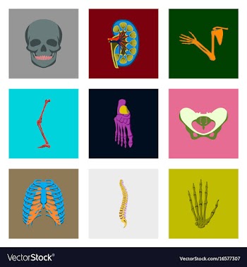 Icons set in flat style human bones vector image