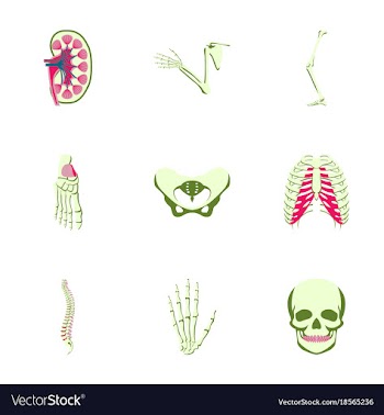 Icons set in flat style human bones vector image