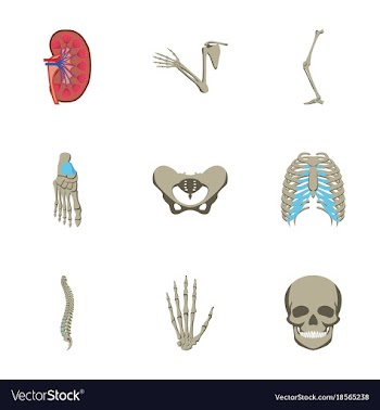 Icons set in flat style human bones vector image