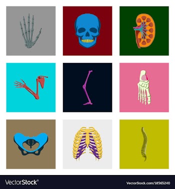 Icons set in flat style human bones vector image