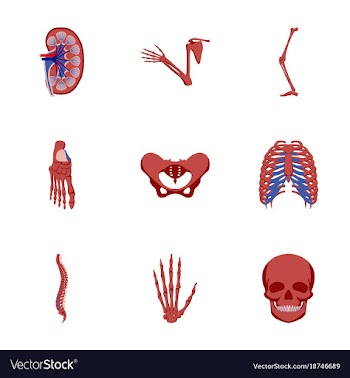 Icons set in flat style human bones vector image