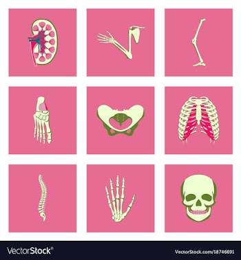 Icons set in flat style human bones vector image