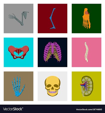 Icons set in flat style human bones vector image