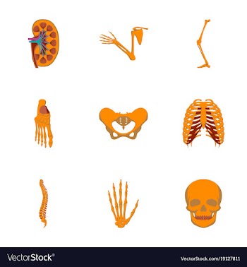 Icons set in flat style human bones vector image