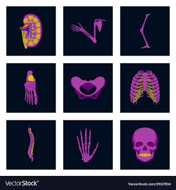 Icons set in flat style human bones vector image