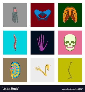Icons set in flat style human bones vector image
